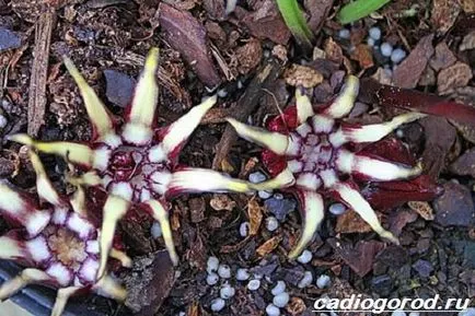 floare aspidistra