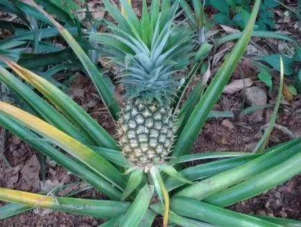 Ananas - proprietăți utile și contraindicații