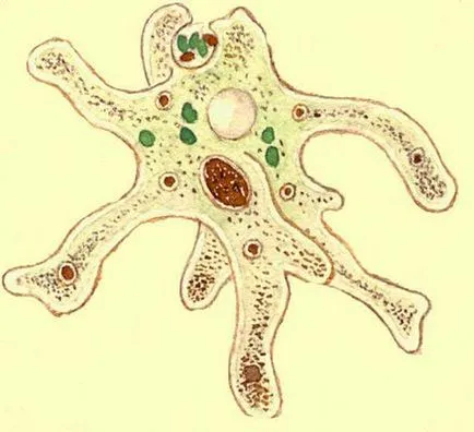 Amoeba Proteus, cel mai mare portal pe învățarea