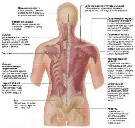 Анатомія м'язів спини (хребет вертикальному положенні) Анатомія м'язів спини