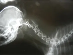 Atlanto axială subluxație la rasele de câini ornamentale - Centrul de Neurologie Veterinara si