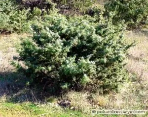 Ayu-Dag (Bear Mountain), hegyek, völgyek, hegyi legelőn, Tracts, Krím épületek