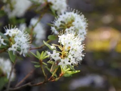 Labrador tea ültetés és gondozás nyílt földi öntözés reprodukció