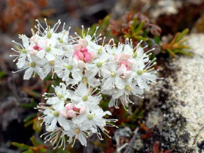 Labrador tea ültetés és gondozás nyílt földi öntözés reprodukció