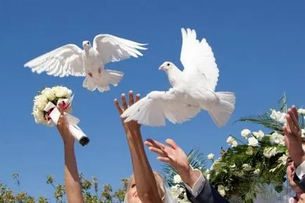 porumbei albi la o nuntă în Borisov, toate pentru organizarea festivalului