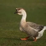 Liba betegség tünetei, a külső jelek és kezelés