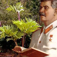 Крава пащърнак - отровна отмъщение Сталин, майчинството - бременност, раждане, хранене, образование