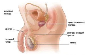 Herebiopszián azoospermia, végrehajtási eljárások, következményei