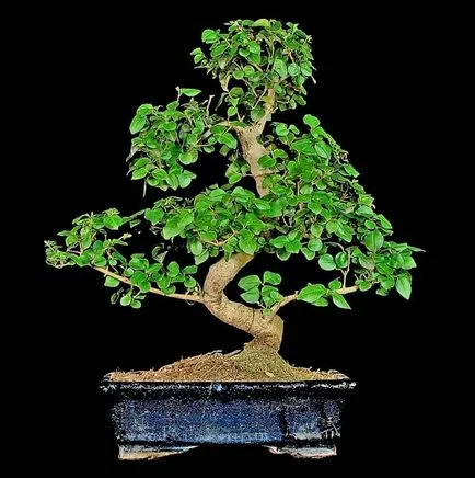 Ficus bonsai ültetés, gondozás, képződés