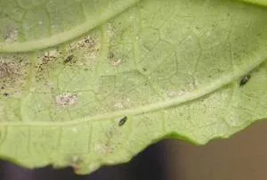 de îngrijire la domiciliu Brugmansia, prin transfer, reproducere, boala