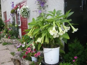 de îngrijire la domiciliu Brugmansia, prin transfer, reproducere, boala