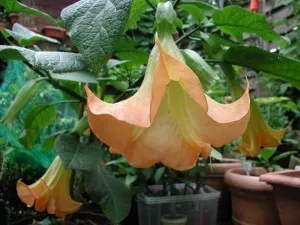 de îngrijire la domiciliu Brugmansia, prin transfer, reproducere, boala