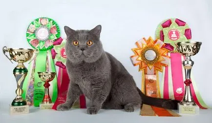 British Shorthair rasa descriere