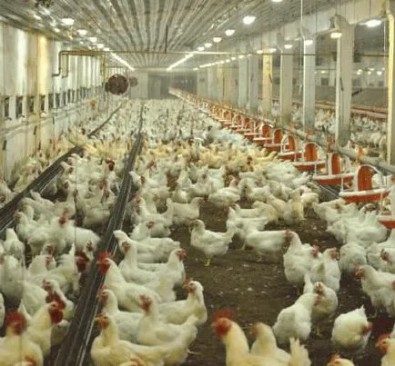 Broilers Cobb 500 vélemény termesztés, típusai