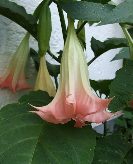 de îngrijire la domiciliu Brugmansia, prin transfer, reproducere, boala