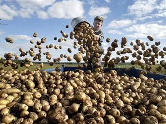 Câte zile de la plantare pot săpa cartofi