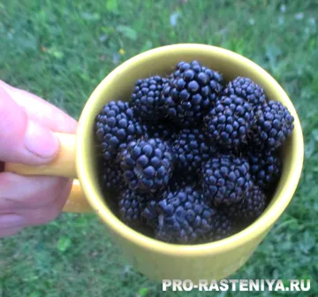 Cât de util blackberry - site despre plante
