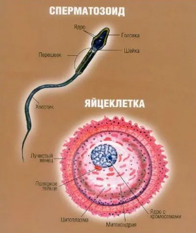 Ceea ce distinge oul de sperma