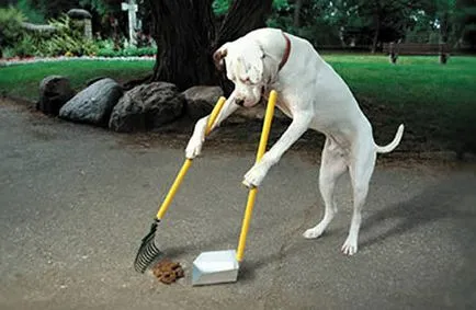 Mi köze a kutya hulladék környezetvédelmi Digest