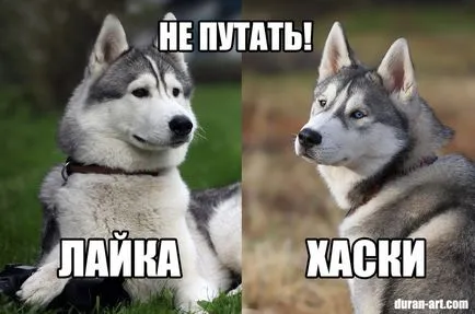 Чим відрізняється хаскі від лайки