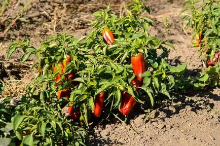 A takarmány paprika jó termés és a növekedés