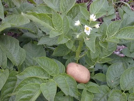 Câte zile de la plantare pot săpa cartofi