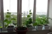 Особливості вирощування на балконі і лоджії (балконі) Особливості вирощування на балконі і лоджії