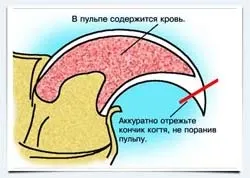 Особливості утримання та догляду за кошеням мейн-кун (особливості) Особливості утримання та догляду за кошеням мейн-кун