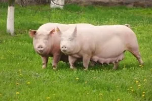 Особливості розведення свиней опис всіх етапів (умови вирощування свиней) Особливості розведення свиней опис всіх етапів