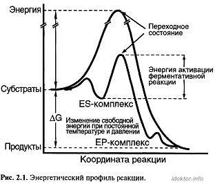 Особливості ферментів як білкових каталізаторів - енциклопедія лікаря (nbsp nbsp nbsp) Особливості ферментів як білкових каталізаторів - енциклопедія лікаря