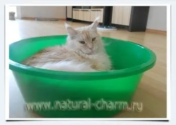 Особливості утримання та догляду за кошеням мейн-кун (кошеня мейн кун) Особливості утримання та догляду за кошеням мейн-кун