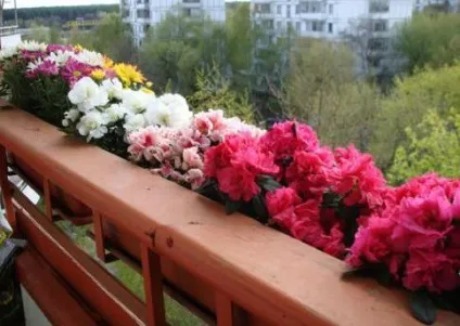 Особливості вирощування на балконі і лоджії (огірок) Особливості вирощування на балконі і лоджії