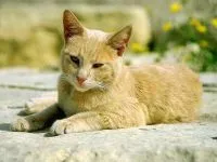 Що за животно - котка eshkin защо eshkin котка котка Baiyun в Баба Яга