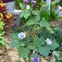 (Grădina Datura) Datura - plantare și îngrijire pentru o fotografie! viaţa mea