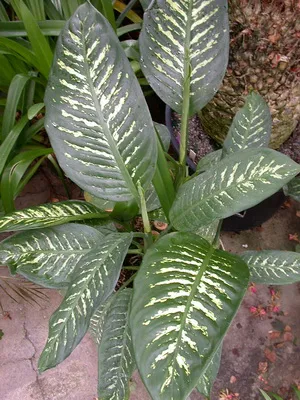 fotografii Dieffenbachia flori, descrierea speciilor, de îngrijire la domiciliu