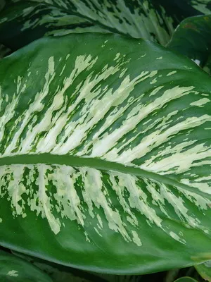 Dieffenbachia цветни снимки, описание на видовете, грижи у дома