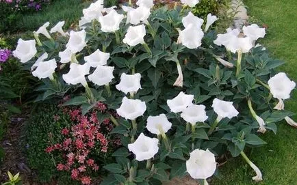 flori Datura cum să planteze - cum să planteze și să crească o floare Datura în țară, două portocale