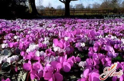 Cyclamen növény betegségek