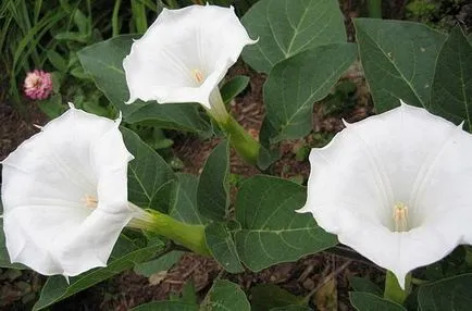 Datura virágot, milyen a növény - milyen a növény, és nő a virág maszlag az országban, két narancs