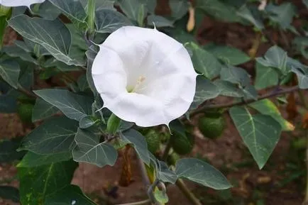 Datura virágot, milyen a növény - milyen a növény, és nő a virág maszlag az országban, két narancs