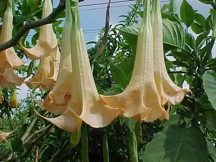 Datura цветя как да засадят - как да се засаждат и отглеждат цветя татул в страната, две портокали