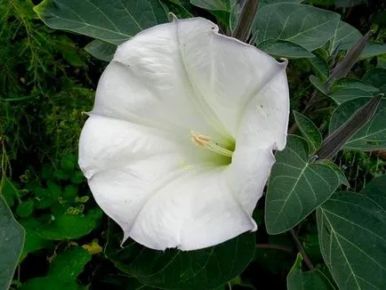 flori Datura cum să planteze - cum să planteze și să crească o floare Datura în țară, două portocale