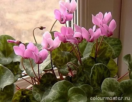 Cyclamen violet european sau alpin - grădinărit - sfaturi utile pentru acasă