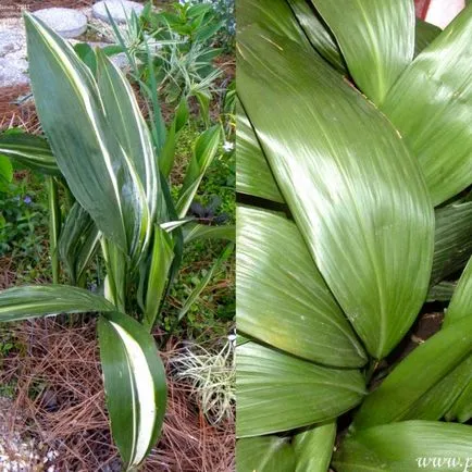 vizionări aspidistra flori de fotografii și de îngrijire la domiciliu