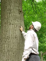 Diagnosticul și tratamentul arborilor Lesmaster