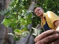 Diagnosticul și tratamentul arborilor Lesmaster