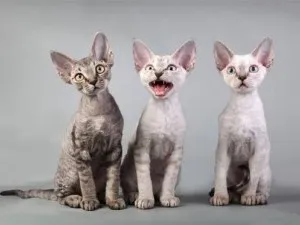 Devon Rex fotografii pisica, pret, natura rasei, descriere, videoclip