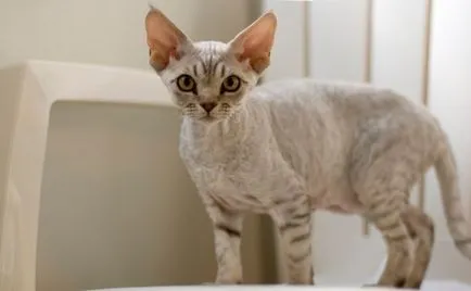 Devon Rex снимки на котки, цена, естеството на порода, описание, видео