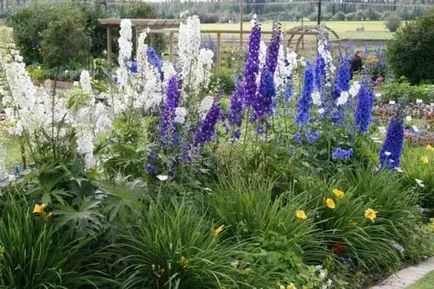 DELPHINIUM много години на засаждане и грижи, снимка, клас и заболяване