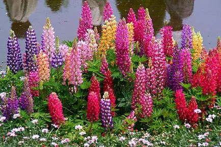 plantare Delphinium și de îngrijire în câmp deschis, fotografie